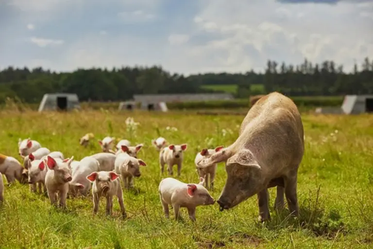 varkens